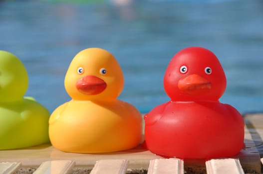 close-up of colorful rubber ducks at the pool side (shallow depth of field)