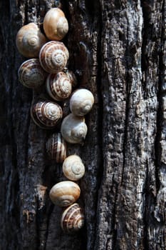 Snail meeting