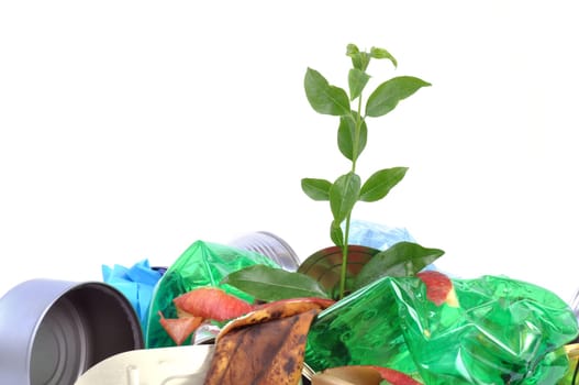 New plant growing from trash isolated on white background.