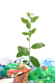 New plant growing from trash isolated on white background.