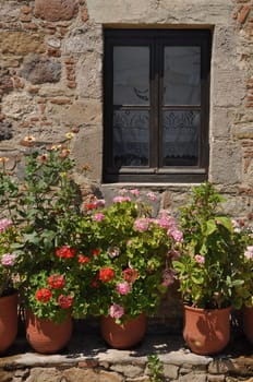 gorgeous greek scene with lovely geranium flowers by the window