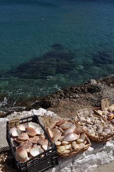 beautiful seashells on the bay of Pserimos island, Greece