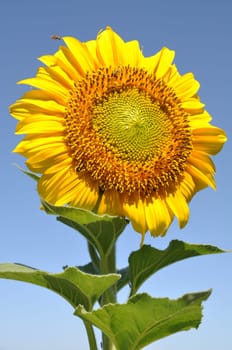 beautiful sunflower against blue sky background