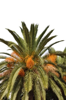 vibrant palm tree isolated on white background