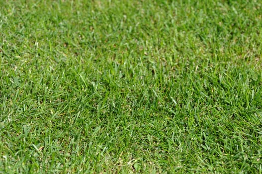 gorgeous green grass background with shallow depth of field