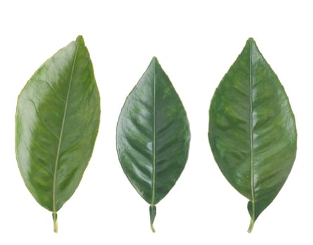 three gorgeous orange tree leafs isolated on white background