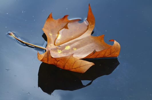 Autumn leaf