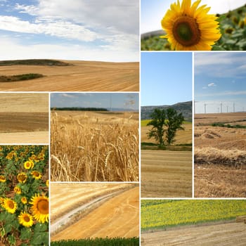 cultivated fields: miscellaneous shots