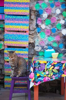 gray color cat sitting on a chair at istanbul cafe street .