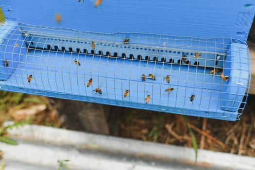 The bees fly into the box. Wooden beehive