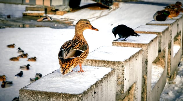 Mallard Anas platyrhynchos is a duck. Duck Mallard stands on the edge of the ice. Ducks and pigeons in early winter.