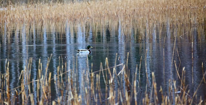 A male wild duck swims on a lake among dry grass. Quiet morning, calm pond.