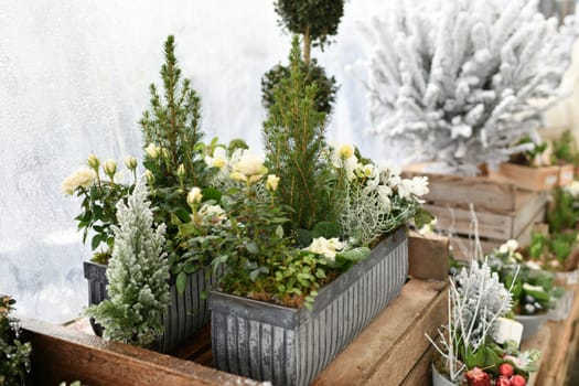 Christmas composition with roses for Christmas