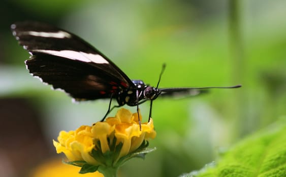 Heliconius doris