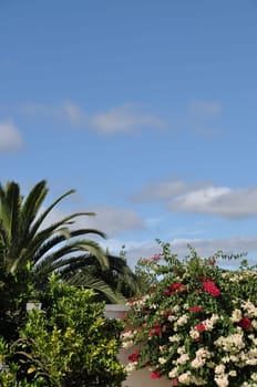 beautiful garden/nature scene with bougainvillea flowers and palm tree (blue sky available for copy-space)