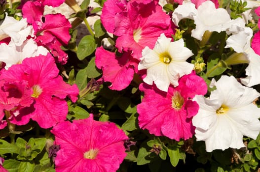vibrant white and pink petunia flowers, native to South America