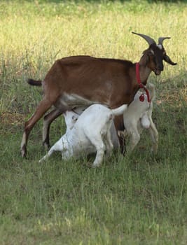 Suckling Goat