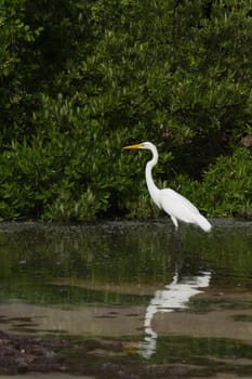 white Great Egret (Ardea alba) bird in a tropical lake (wildlife scenery) in Antigua, Caribbean