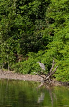 Yellow-crowned Night Heron (Nyctanassa violacea) bird in a tropical lake (wildlife scenery) in Antigua, Caribbean