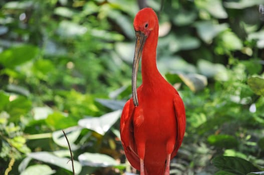 Scarlet Ibis (Eudocimus ruber) red tropical bird