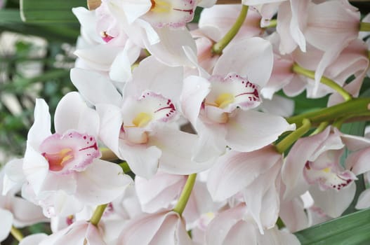 Detail of orchid flower of family Orchidaceae