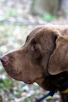 chesapeake bay retriever
