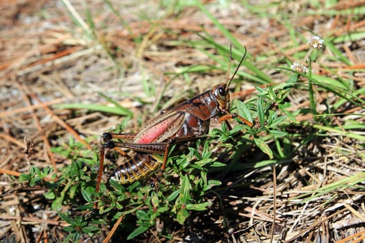 Florida's Great Locusts