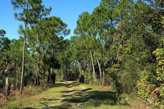 Original landscape in Florida
