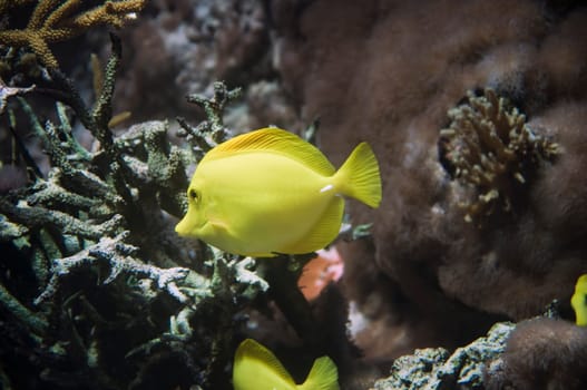 Yellow sail surgeonfish (Zebrasoma flavenscens) against coral background