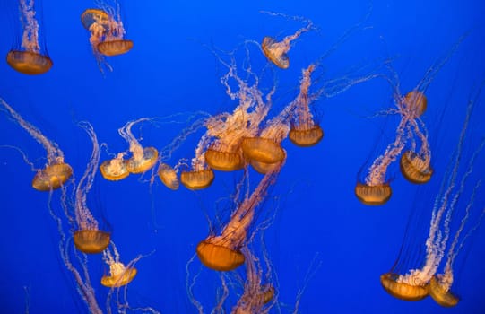 beautiful jelly fishes in blue sea