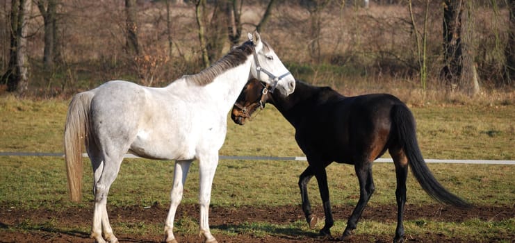 two horses grazing on