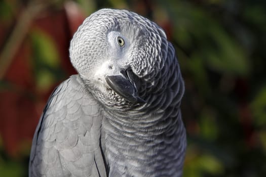 African grey parrot