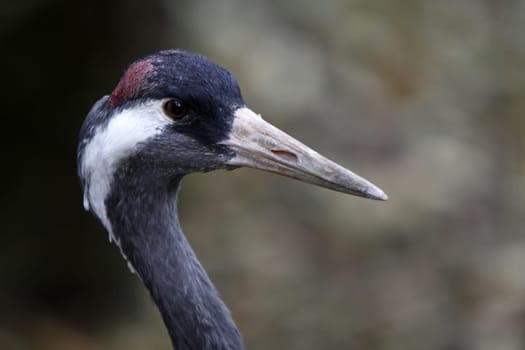 Common crane