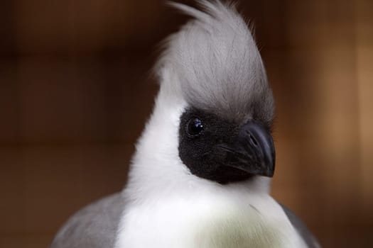 Naked-throated noisy bird