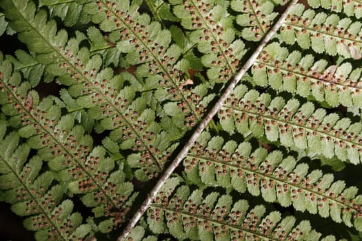 Worm fern (spore container)