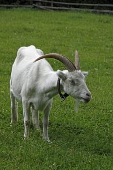 White German noble goat