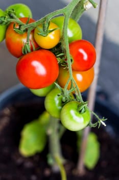 Colorful tomatoes