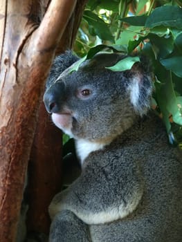 A Koala (Phascolarctos cinereus) rests in a tree in Queensland, Australia.