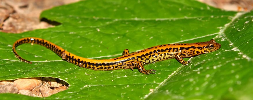 Long-tailed Salamander (Eurycea longicauda) at Tishomingo State Park in Mississippi.