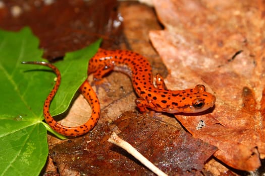 Cave Salamander (Eurycea lucifuga) at Monte Sano State Park - Alabama.