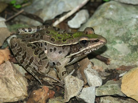 Southern Leopard Frog (Rana sphenocephala) in the Shawnee National Forest of southern Illinois.