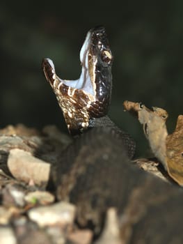 Cottonmouth (Agkistrodon piscivorus) in Shawnee Hills National Forest of southern Illinois.