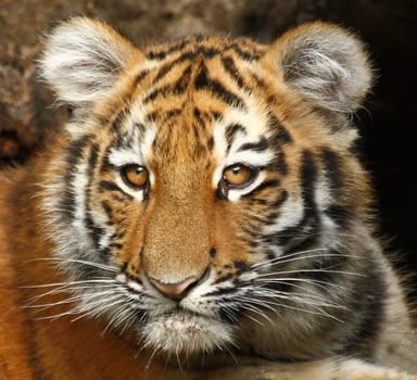 Young Tiger