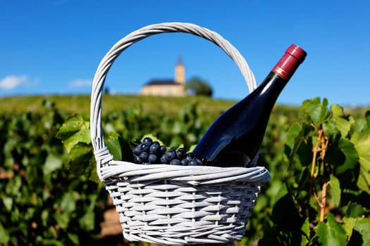 bottle of red wine and grappes in basket in France