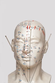 Acupuncture model