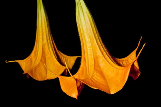 Flowering of Brugmansia