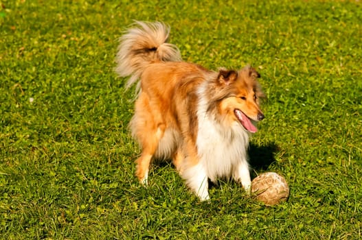 Collie plays soccer