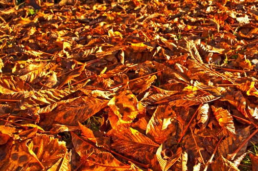 (Fall foliage) or (fall leaves) or (autumn leaves)