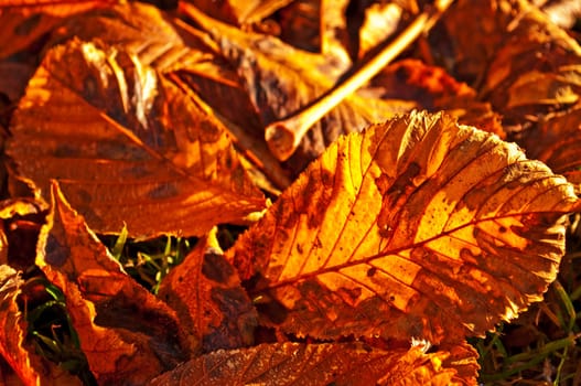 (Fall foliage) or (fall leaves) or (autumn leaves)