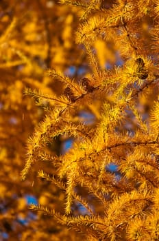 Larch with autumnal discoloured needles